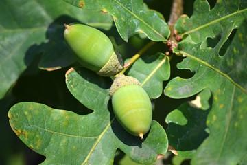 Acorn of the oak tree in summer