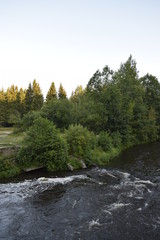 утренний лес