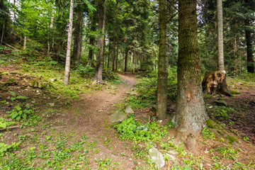 Trail through the forest