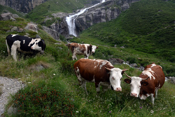 Fototapeta na wymiar Cows grazing on a green pasture