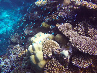 Fototapeta na wymiar モルディブ ラーム環礁の海中