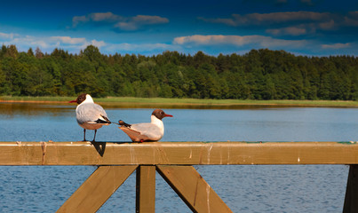 Rybitwy  © Wojciech Lisiński