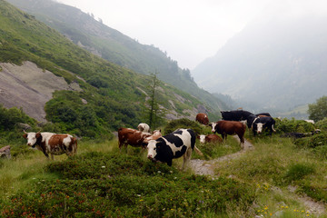 Cows grazing on a green pasture