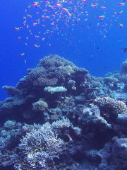 モルディブ ラーム環礁の海中