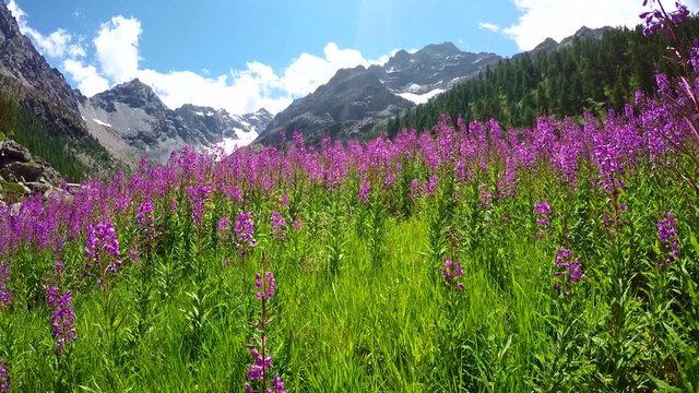 fiori di montagna  - alpe Ventina - Valmalenco