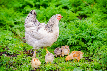 Hen with small chicks on grees grass with a beautiful natural look and healthy