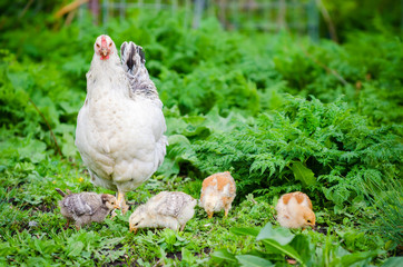 Hen with small newly born chicks pecking in the green rural natural grass with the chicken looking at you trying to protect her new born babys