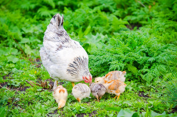 Hen with chicks pecking in the green grass on a sunny day with virbant colors and a natural healthy home grown look