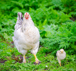 White hen chicken with a small white chick next to it walking towards you on the green fresh grass on a sunny spring day in the rural yard suggesting healthy home grown bird