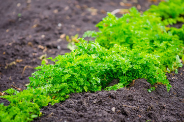 Parsley in a close view on dark fertile rich soil in a rural garden with a vibrant green fresh color suggesting natural agriculture