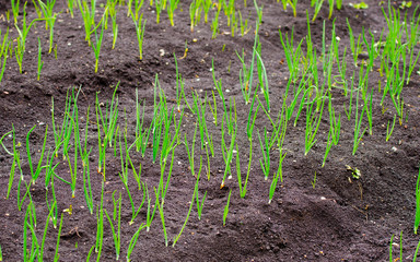 Onion patch with fresh green onions and fertile earth in a rural garden on a sunny day suggesting natural ecologic vegetable growth