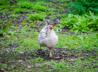 White chicken walking on the green grass with a motion look in the rural countryside garden suggesting natural grown domestic bird