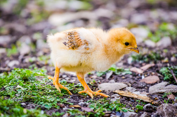 Small cute baby chick with orange white yellow fluff and feathers walking and pecking in a rural garden suggesting natural healthy home grown domestic bird