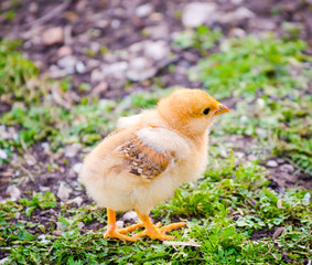Small orange brown chick walking in a ryral yard with grass and pebbles next to it with a cute fluffy look