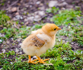 Small orange brown chick walking in a ryral yard with grass and pebbles next to it with a cute fluffy look