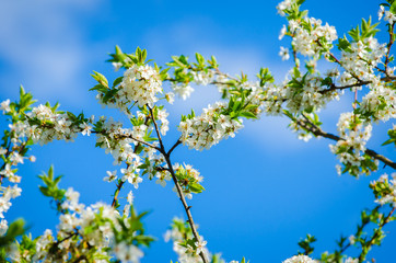 Beautiful white plum tree flowers blossoming on a sunny spring day on branches with fresh green leafs and a vivid blue sky