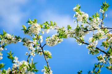 Beautiful white plum tree flowers blossoming on a sunny spring day on branches with fresh green leafs and a vivid blue sky