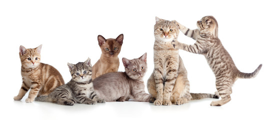 Obrazy na Szkle  różne grupy kotów izolowane
