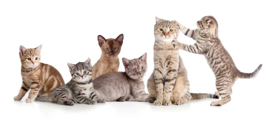 Crédence de cuisine en verre imprimé Chat divers groupes de chats isolés