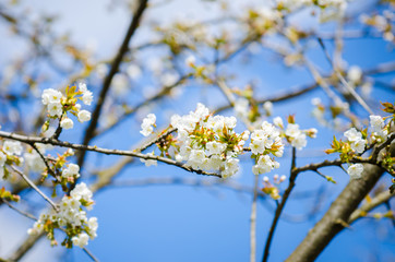 Beautiful white plum tree flowers blossoming on a sunny spring day on branches with fresh green leafs and a vivid blue sky and some soft filters applied