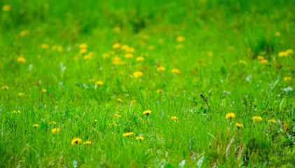 Seasonal spring pesrpective of fresh vibrant green grass with yellow dandelions with a blurred background and focus on a few small flowers suited for a wallpaper