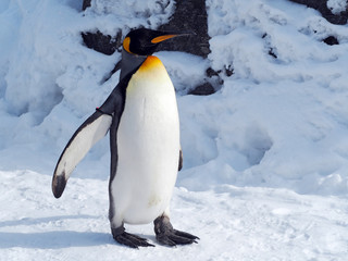 Penguin walk alone