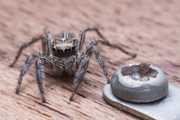 Spider