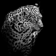 Fototapeta na wymiar close up Jaguar Portrait