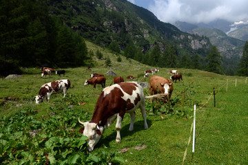 Fototapeta na wymiar Cows grazing on a green pasture