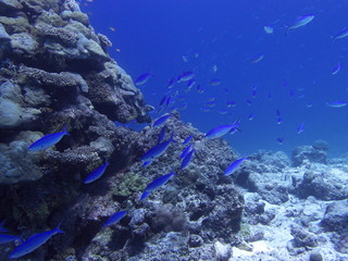 モルディブの海中