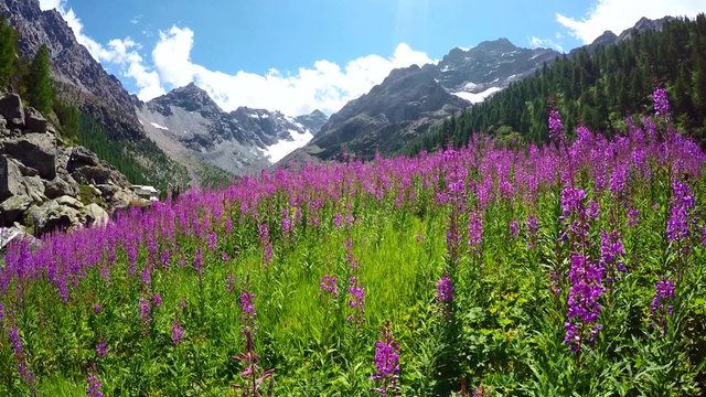 fiori di montagna - alpe Ventina - Valmalenco - Italia