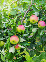 apples on a branch the red