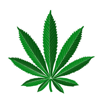 realistic marijuana leaf design vector 