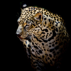 Fototapeta na wymiar close up Jaguar Portrait