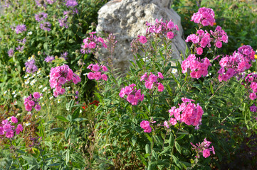 stone surrounded pink flowers