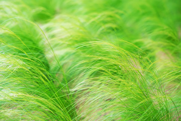 Clump of green grass on the field.