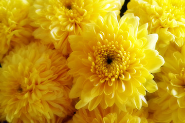Closeup Orange-Yellow Chrysanthemum Flowers