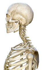 Skelett 
