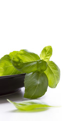 Basil leaves on a blue plate - white background with space for copy/text/type