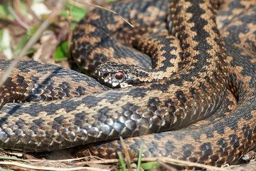 Common European Adder (vipera berus)