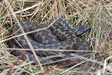Common European Adder (vipera berus)