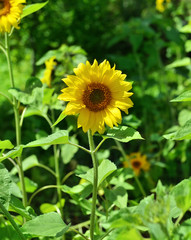 Sunflower in the garden
