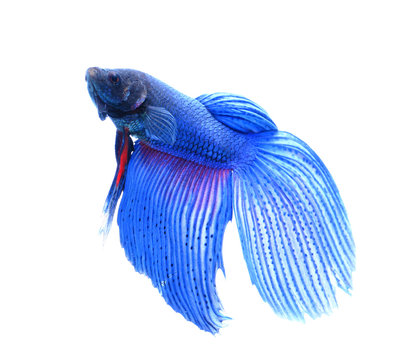 siamese fighting fish , betta isolated on white backgroundใ