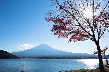 Mount Fuji from lake Kawaguchi with maple trees on the lakeside.