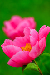 Fototapeta premium Peony flowers