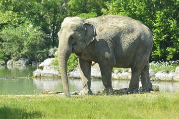elephant
