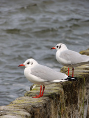 Obraz premium Seagulls watching the waves