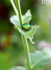 Tiny beetle sitting on a peppermint leaf