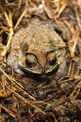 toad in the grass