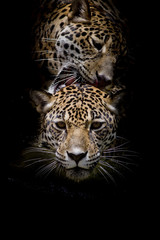 Obraz na płótnie Canvas close up Jaguar Portrait